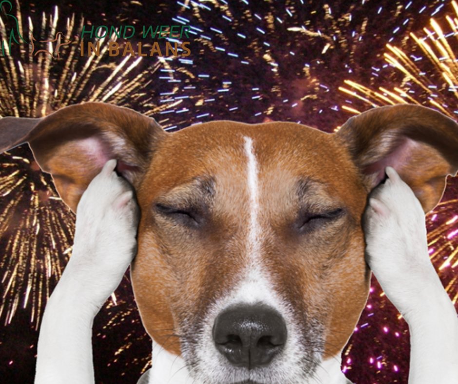 Voordracht Wie Bakkerij Tips voor honden die bang zijn voor vuurwerk • Hond weer in Balans