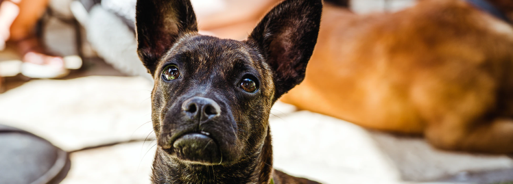 Sloppenwijk Brengen Terug kijken 11 tips tegen verlatingsangst bij een hond • Hond weer in Balans